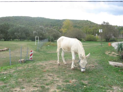 Izlet Sinj 27.10 (58)